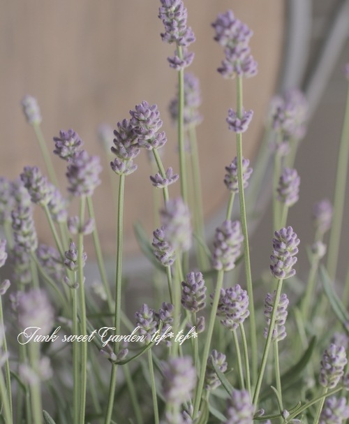 長崎ラベンダー 『リトルマミー』 イングリッシュラベンダー | すべて