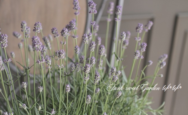 長崎ラベンダー 『リトルマミー』 イングリッシュラベンダー | すべて