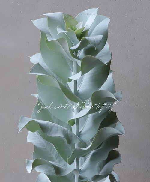 �桼����  �إޥ�������ѡ�