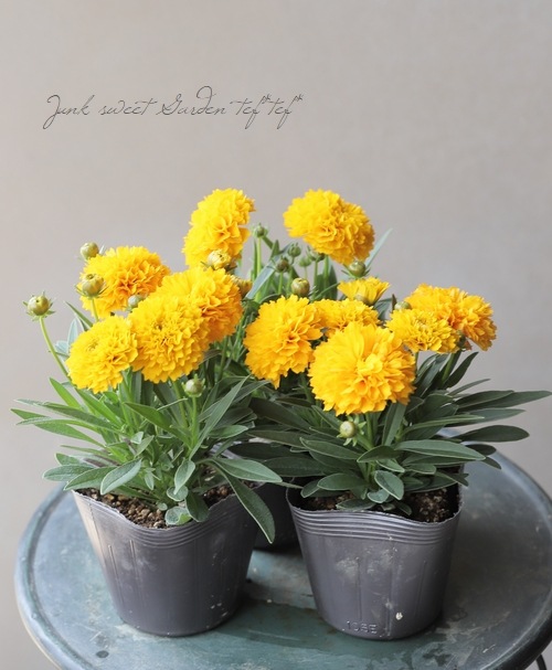 コレオプシス・ソランナ 『ゴールデンスフィア』 | すべての商品