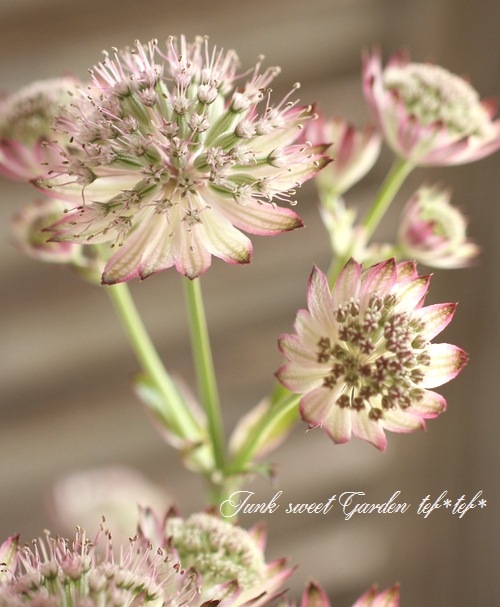 切花で有名なアストランチャ レッド系ミックス すべての商品 Junk Sweet Garden Tef Tef