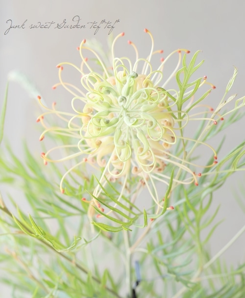 グレビレア　ピーチアンドクリーム/ 508 グレビレア ピーチアンドクリーム グレヴィレア オージー