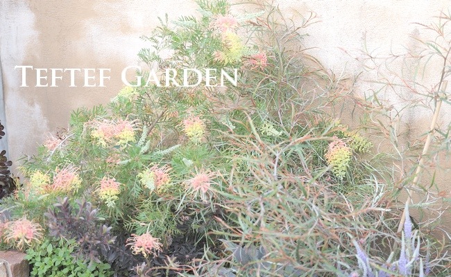 グレビレア 『ピーチズアンドクリーム』 オーストラリアンプランツ