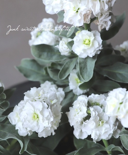 Ȭ�ź餭���ȥå�  �إϥ����֥�ۥ磻�ȡ�