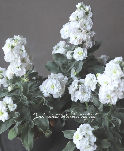 Ȭ�ź餭���ȥå�  �إϥ����֥�ۥ磻�ȡ�