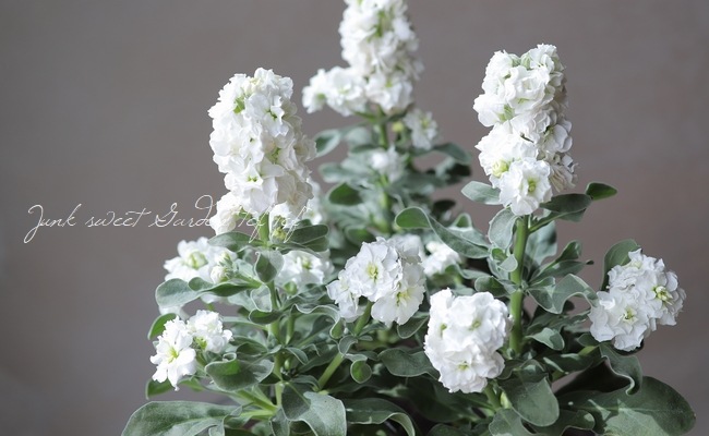 八重咲きストック 『ハイダブルホワイト』 | すべての商品 | | Junk