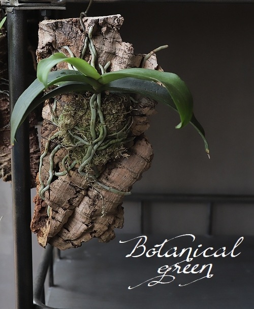 観葉植物】 野生ラン 『マキバラン』 コルク付け 着生ラン | すべての