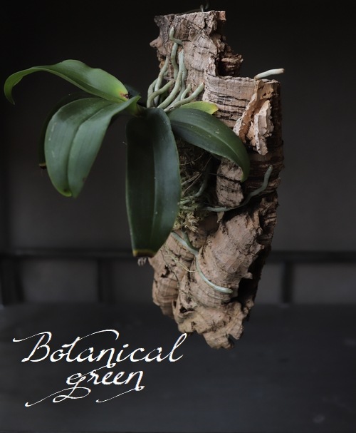 観葉植物】 野生ラン 『マキバラン』 コルク付け 着生ラン | すべての