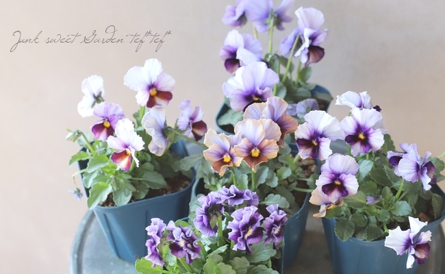 ビオラ　ヌーヴェルヴァーグ ビオーレ ビオラ ヌーヴェルヴァーグ ビオーレ 現品1点限り☆スペシャルなサトウ