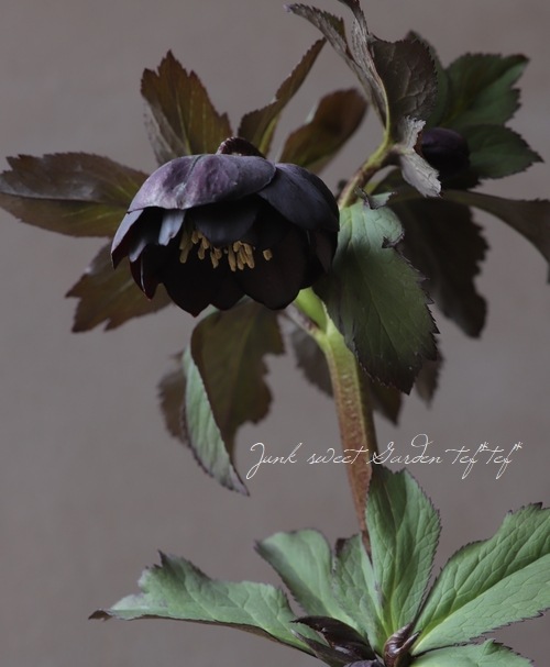 小輪クリスマスローズ 『アトロ ハイブリッド dd』 No.S 【大木