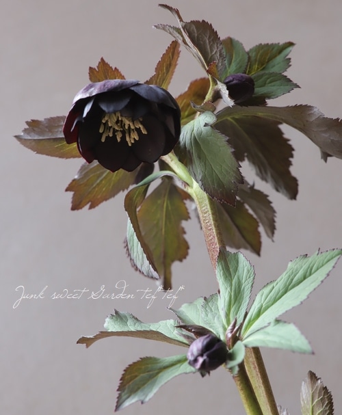 クリスマスローズ　sd小輪筒型ダークネクタリー (ムルチ交配)　　大木ナーセリー クリスマスローズ sd小輪筒型ダークネクタリー (ムルチ交配