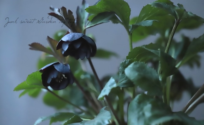 小輪クリスマスローズ 『アトロ ハイブリッド dd』 No.S 【大木