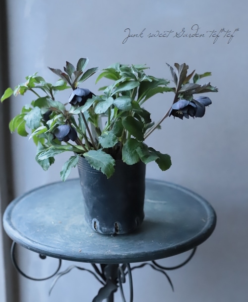 小輪クリスマスローズ 『アトロ ハイブリッド dd』 No.S 【大木