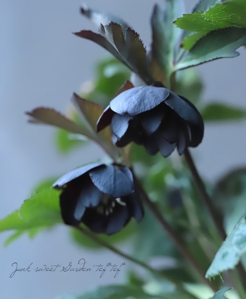 クリスマスローズ　sd小輪筒型ダークネクタリー (ムルチ交配)　　大木ナーセリー クリスマスローズ sd小輪筒型ダークネクタリー (ムルチ交配