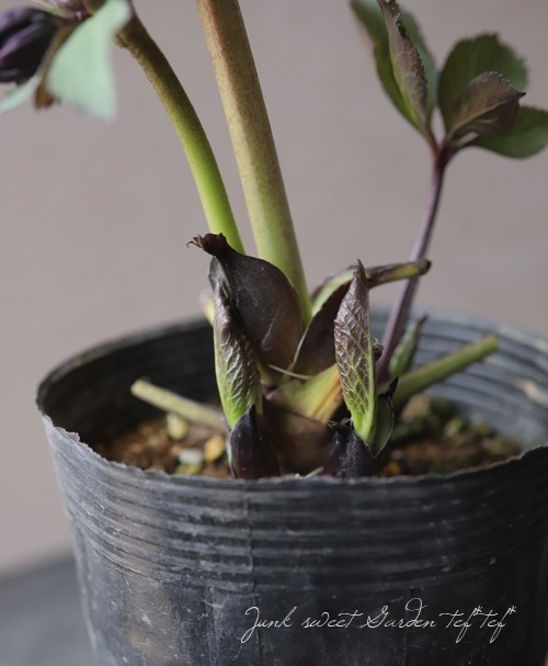 ☆2025年 クリスマスローズ 発芽苗 抜き苗 大木さんのグリーンddピコ小輪 ☆2025年 クリスマスローズ 発芽苗 抜き苗 大木さんのグリーンdd