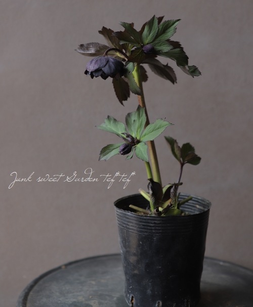 小輪クリスマスローズ 『アトロ ハイブリッド dd』 No.S 【大木