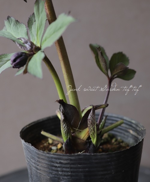 大木　玉　dd クリスマスローズ 大木 玉 dd クリスマスローズ - メルカリ