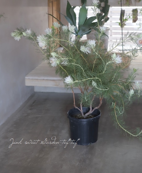 ジョーイセルリア 『ブラッシングブライト』 超特大株！ | すべての