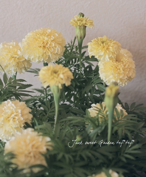 マリーゴールド ホワイトバニラ すべての商品 Junk Sweet Garden Tef Tef