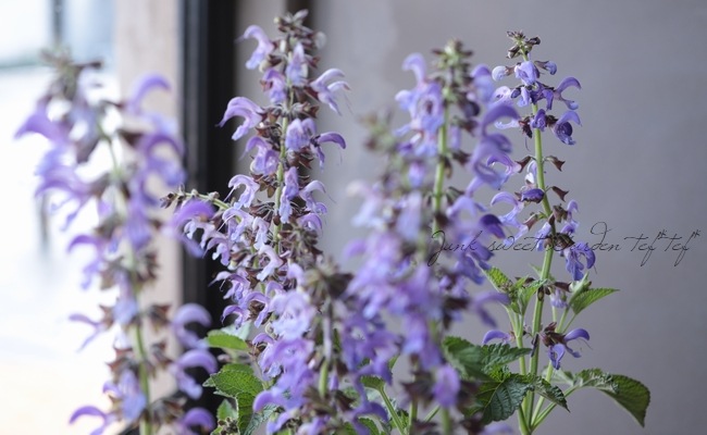 宿根サルビア 『ミルティオリザ』 | すべての商品 | | Junk sweet