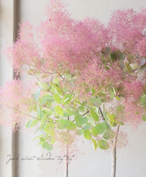 スモークツリー 『パープルファー』 2023 【No.19】 | すべての商品