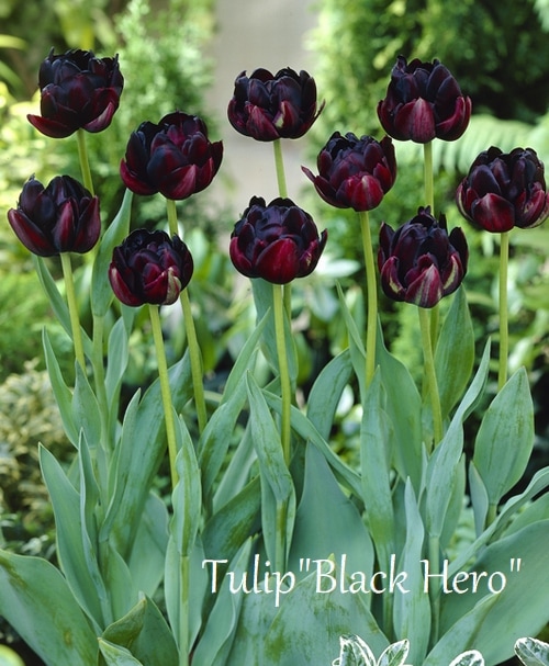 【球根】ブラックヒーロー　3球　チューリップ　ダーク　ブラック　八重咲き　八重 4_000000019914.jpg?1688609554