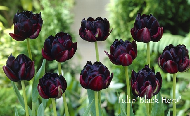 球根】 八重咲きチューリップ 『ブラックヒーロー』 遅咲き | 球根