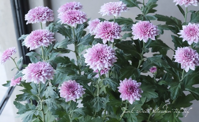 ���ץ졼�ޥࡦ����ƥ��꡼�����إ�������