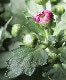 ���ץ졼�ޥࡦ����ƥ��꡼�����إ�������
