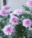 ���ץ졼�ޥࡦ����ƥ��꡼�����إ�������