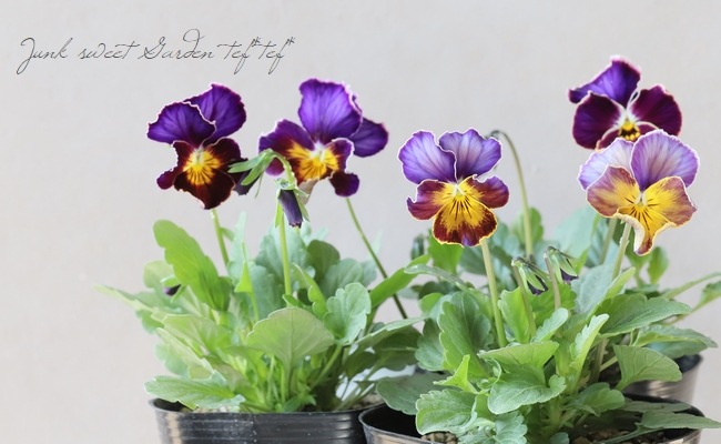 笈川さん育種生産！横浜セレクション 『フレアブルー』 | すべての商品