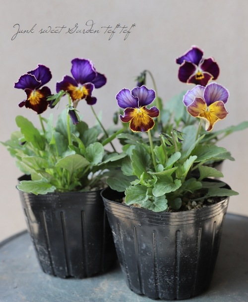 笈川さん育種生産！横浜セレクション 『フレアブルー』 | すべての商品