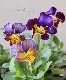 ����������������ͥ��쥯����󡡡إե쥢�֥롼��