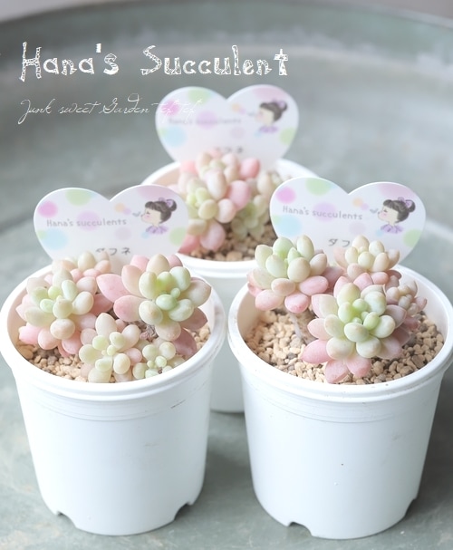 かぎ編み ハンドメイド 多肉植物の寄せ植え インテリア ナチュラル雑貨 かぎ編み ハンドメイド 多肉植物の寄せ植え インテリア ナチュラル雑貨