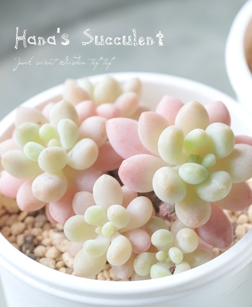 ��¿����ʪ�� ����ץȥ٥ꥢ��������¿Ƭ�� �إ��ե͡� �ڤϤʤ�����¿���ۡ�