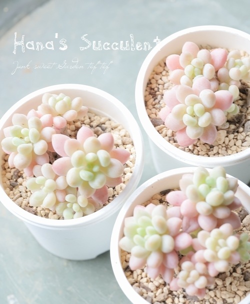 ��¿����ʪ�� ����ץȥ٥ꥢ��������¿Ƭ�� �إ��ե͡� �ڤϤʤ�����¿���ۡ�