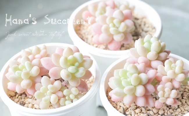 ��¿����ʪ�� ����ץȥ٥ꥢ��������¿Ƭ�� �إ��ե͡� �ڤϤʤ�����¿���ۡ�