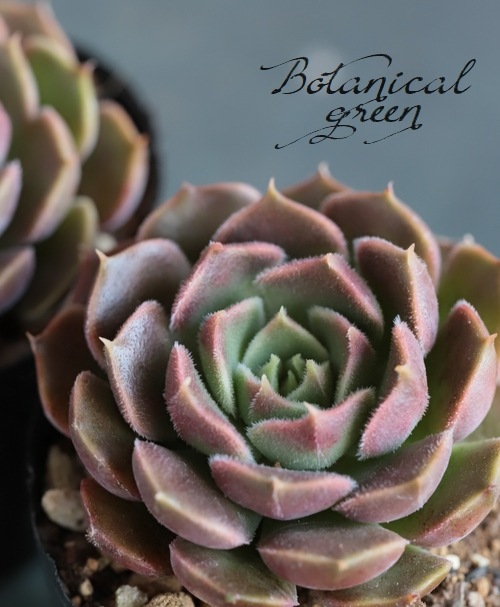 ��¿����ʪ�� �إ֥饦������� ��B�ۡ١������٥ꥢ°