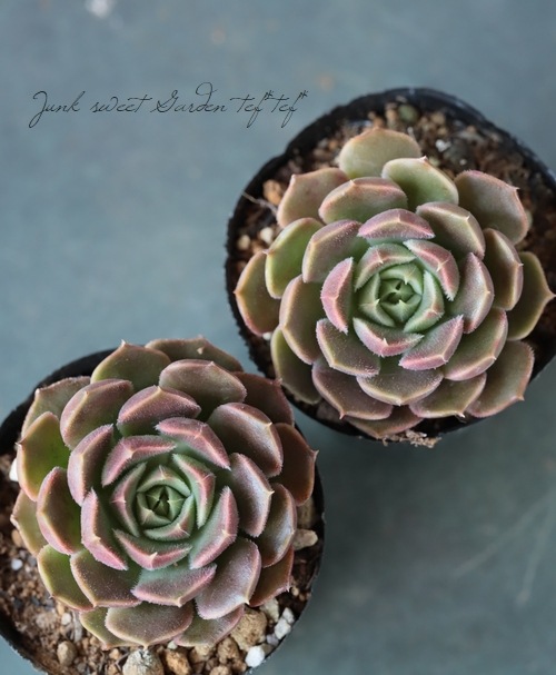 ��¿����ʪ�� �إ֥饦������� ��B�ۡ١������٥ꥢ°