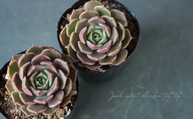 ��¿����ʪ�� �إ֥饦������� ��B�ۡ١������٥ꥢ°