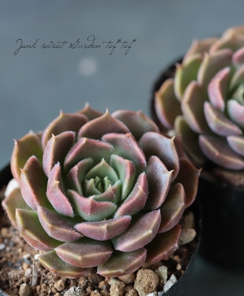 ��¿����ʪ�� �إ֥饦������� ��B�ۡ١������٥ꥢ°