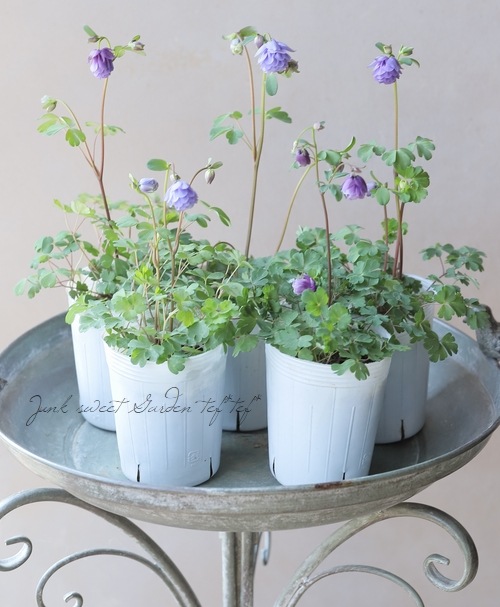 �ھ�����ݥ��ꥸ�ʥ�� ɱ�����ޥ� ��Ȭ�ť֥롼��