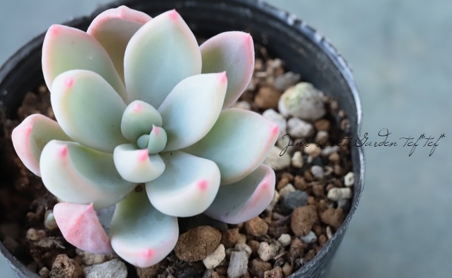 ��¿����ʪ�� �إ���������åȡ١������٥ꥢ° ���Ȥ����꡼��