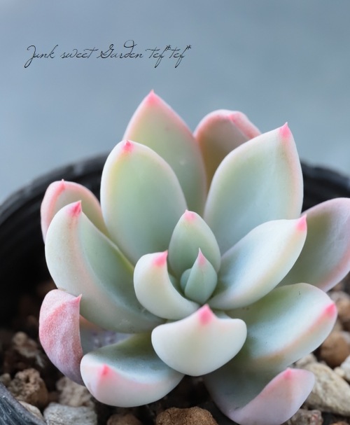 ��¿����ʪ�� �إ���������åȡ١������٥ꥢ° ���Ȥ����꡼��