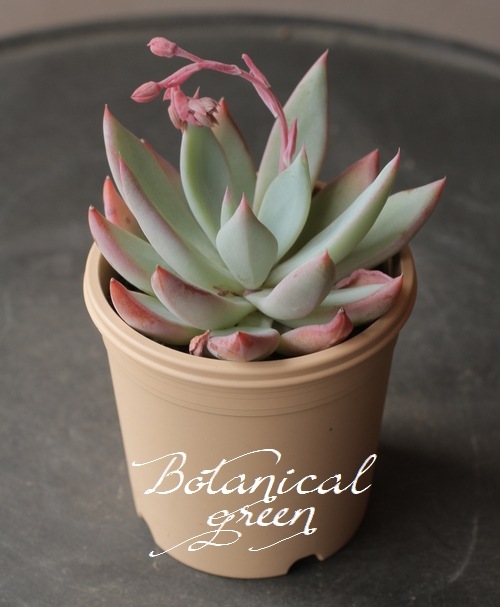 ��¿����ʪ�� �إ���������åȡ١������٥ꥢ° ���Ȥ����꡼��