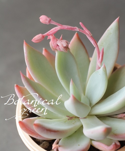 ��¿����ʪ�� �إ���������åȡ١������٥ꥢ° ���Ȥ����꡼��