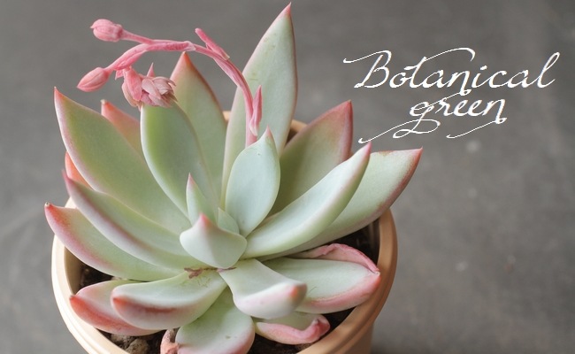 ��¿����ʪ�� �إ���������åȡ١������٥ꥢ° ���Ȥ����꡼��