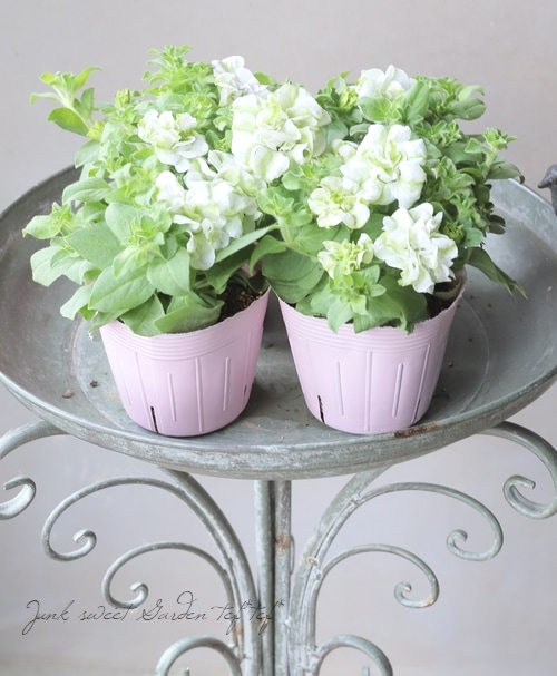 専用　ブライダルベール　ケイトウ　八重咲ペチュニア　クレイフラワー 花日和さんオリジナル】 八重咲きペチュニア・ベルチャーム