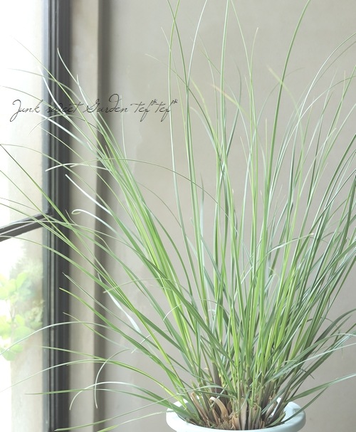 グラス植物】 パンパスグラス 『エビータ』 コンパクトタイプ