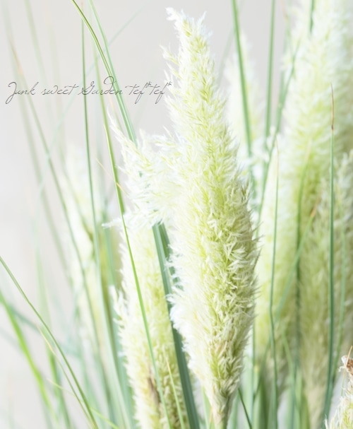 グラス植物】 パンパスグラス 『エビータ』 コンパクトタイプ 草丈約1m グラス植物】 パンパスグラス 『エビータ』 コンパクトタイプ 草丈約1m